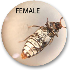 Female Dermestid Beetle