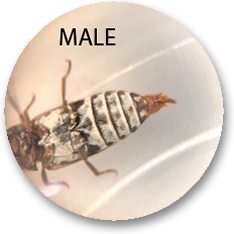 Male Dermestid Beetle